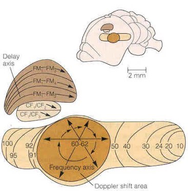 Figure 2. Cortical maps