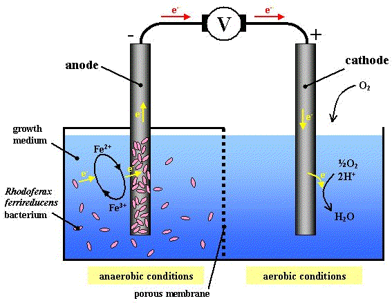 A R. ferrireducens biofuel cell